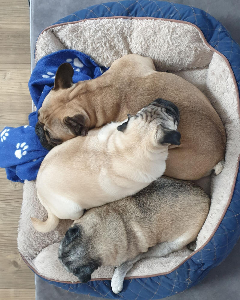 Affordable House and Pet Sitting Services in Somerset Personalized pricing for house and pet sitting in Somerset, Devon, Dorset, and Wiltshire