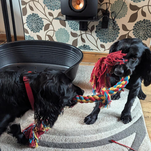 Wilf and Jasper's Experience with Somerset Housesitters Wilf and Jasper, two spaniels, cared for by Somerset Housesitters in Dorset
