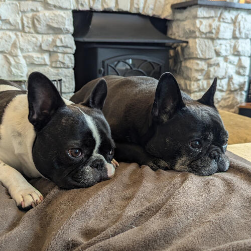 Happy Dogs Bonnie and Beau with Somerset Housesitters Bonnie and Beau enjoying care from Somerset Housesitters in Somerset