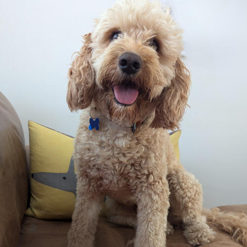 Oakley the Dog Enjoying Pet Sitting Services Oakley happy at home with Somerset Housesitters in Devon